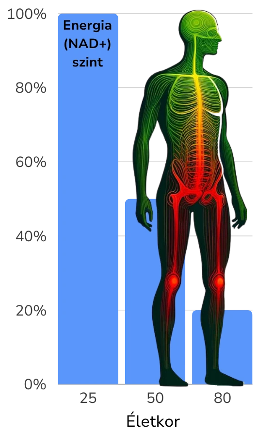 NAD decline with age