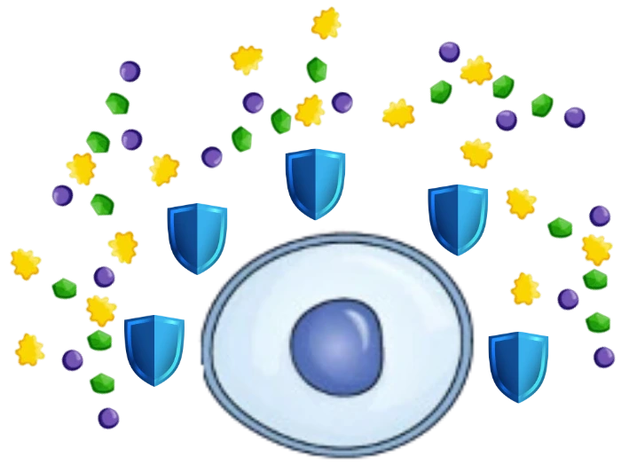 Cell protection supported by glutathione